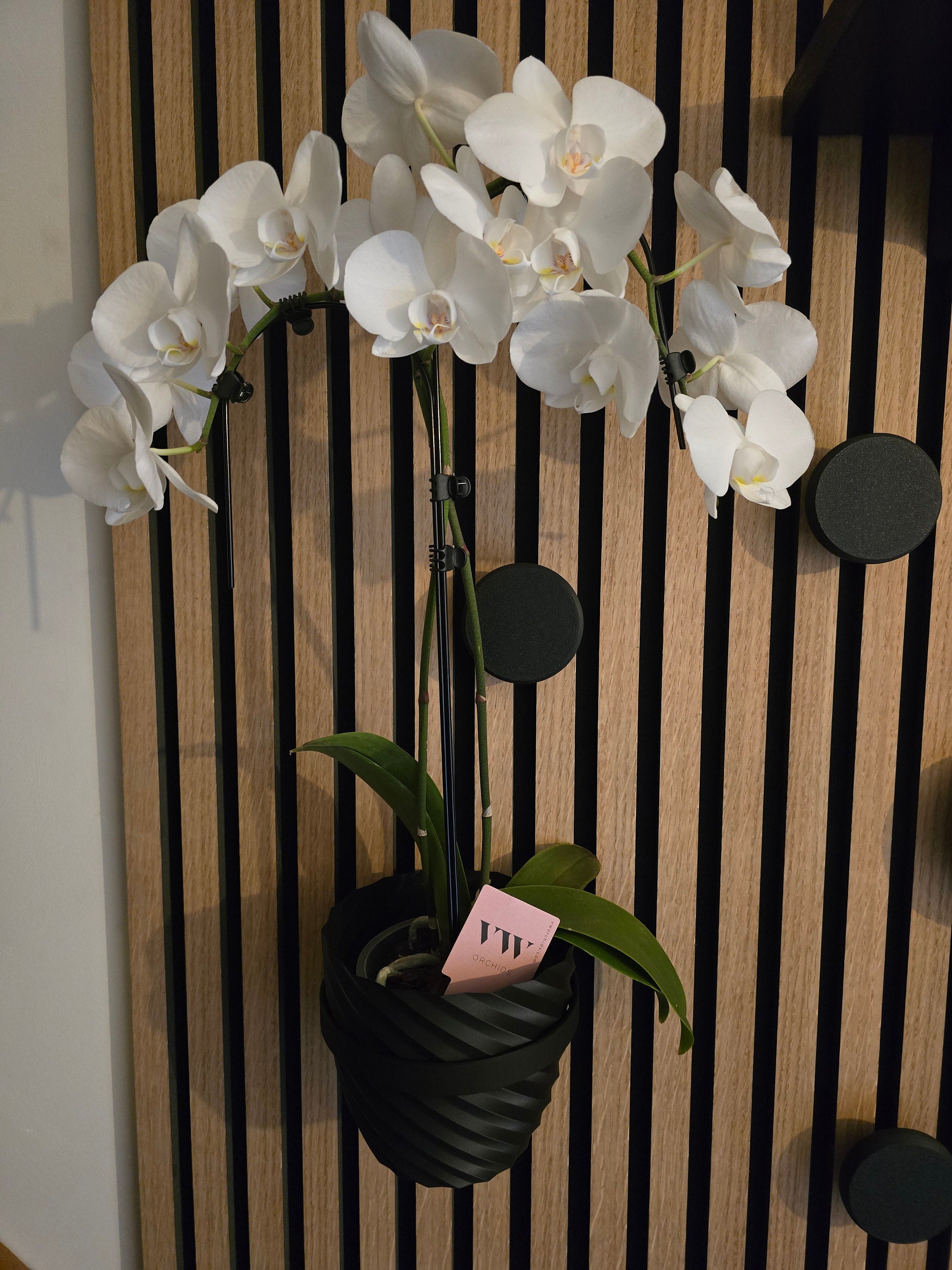 Matching vase for WallTune Plant Ring/Shelf